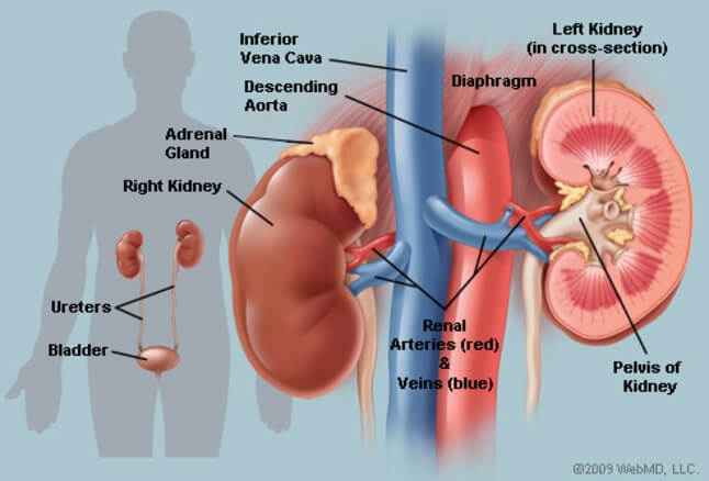 9 Foods to Avoid If you are Suffering from a Kidney Disease