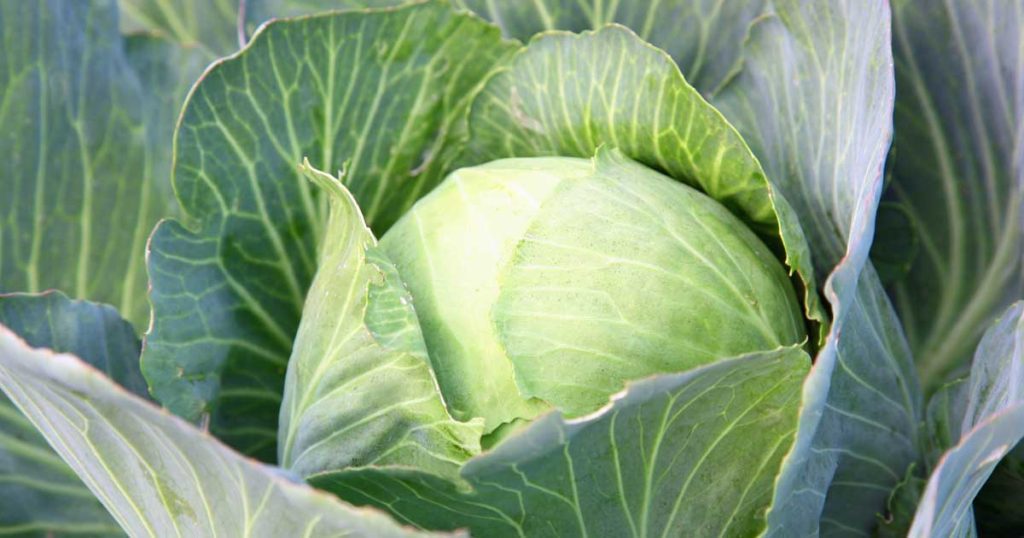 Leaf Cabbage