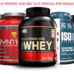 What Is Protein and Why is it Crucial For Human Body - LearningJoan