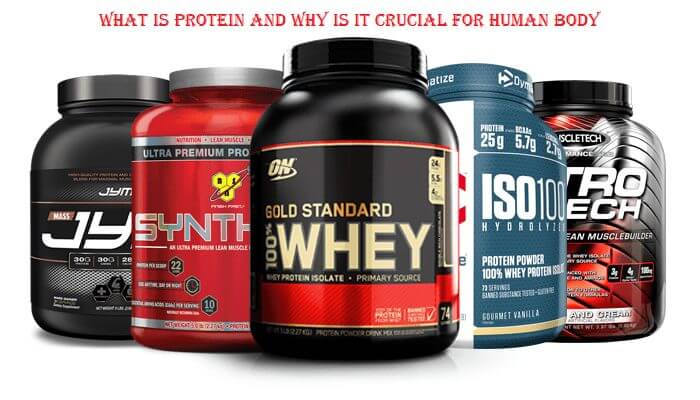 What Is Protein and Why is it Crucial For Human Body - LearningJoan