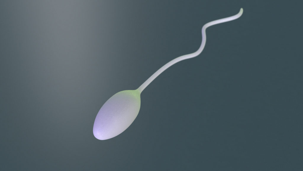 Maintaining Sperm Quality with Safed Musli
