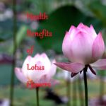Health Benefits of Lotus Flowers - LearningJoan