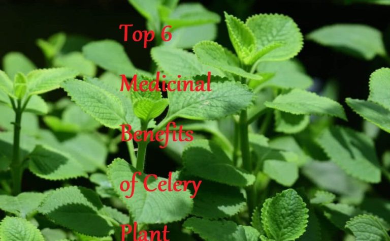 Top 6 Medicinal Benefits of Celery Plant – LearningJoan