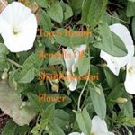 Top 6 Health Benefits Of Shankhpushpi Flower - LearningJoan