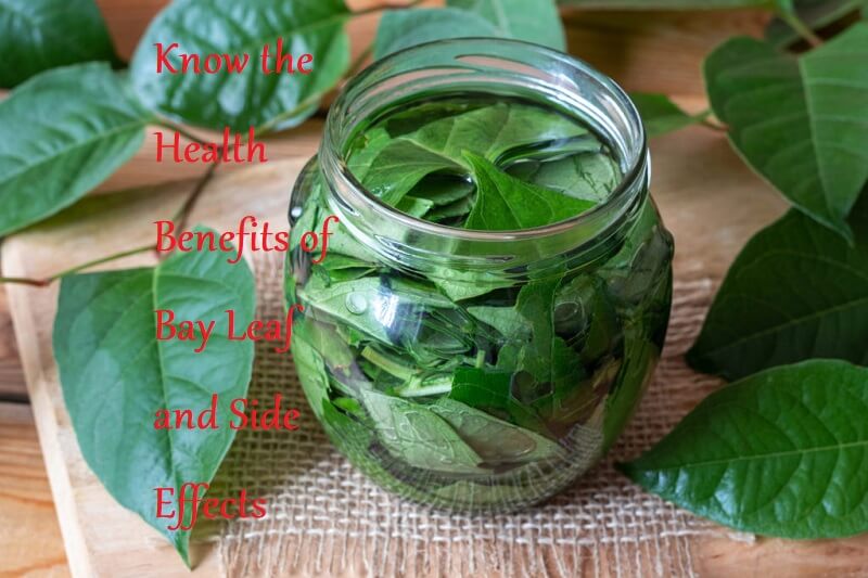 Know the Health Benefits of Bay Leaf and Side Effects - LearningJoan