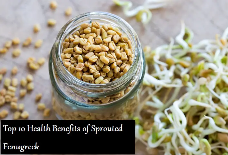 fenugreek sprouts