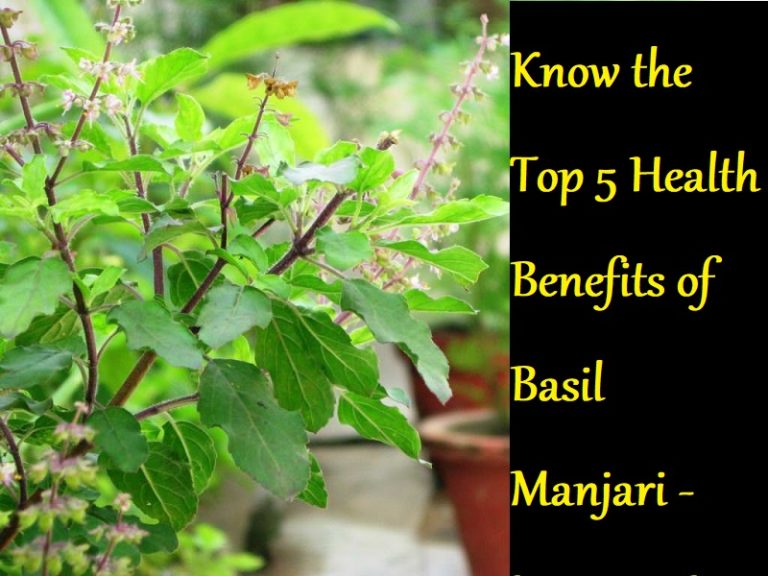 Know the Top 5 Health Benefits of Basil Manjari - LearningJoan