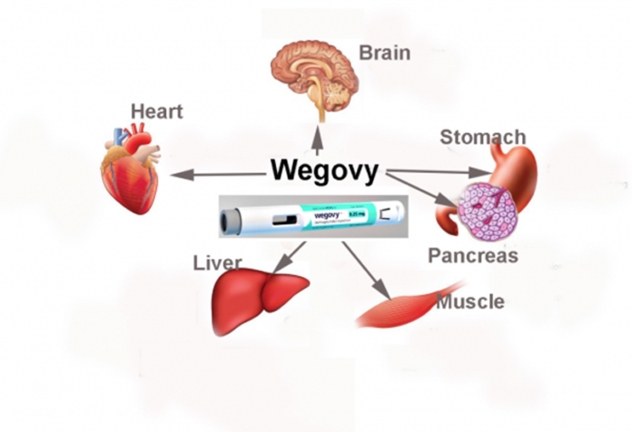 The Complete Guide to Wegovy - LearningJoan