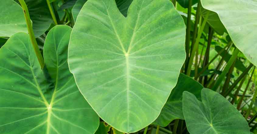 Benefits of Colocasia Leaves