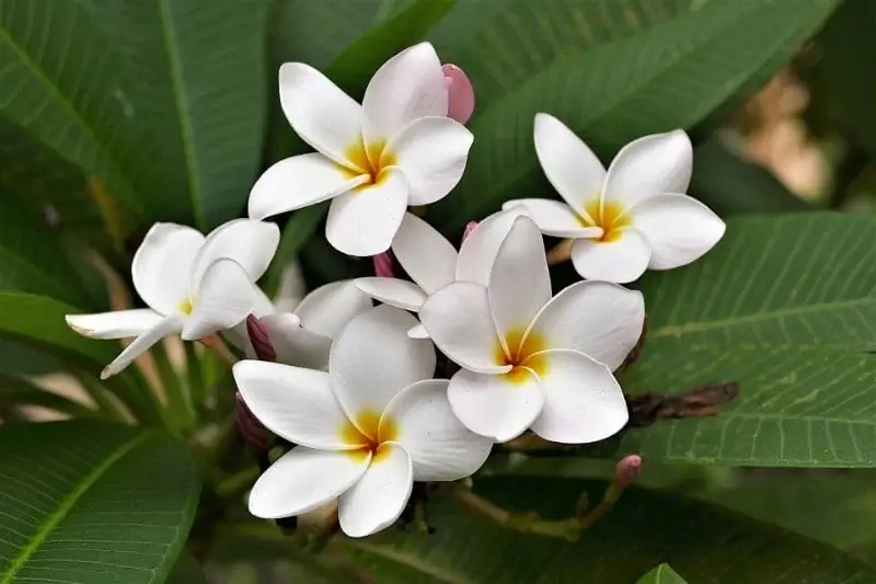 Plants With a Good Fragrance