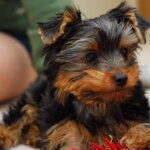 Bring Home Your First Puppy- The Yorkshire Terrier!