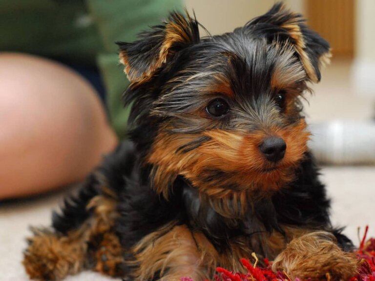 Bring Home Your First Puppy- The Yorkshire Terrier!