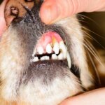 The Dangers of Untreated Periodontal Gum Disease in Your Dog!