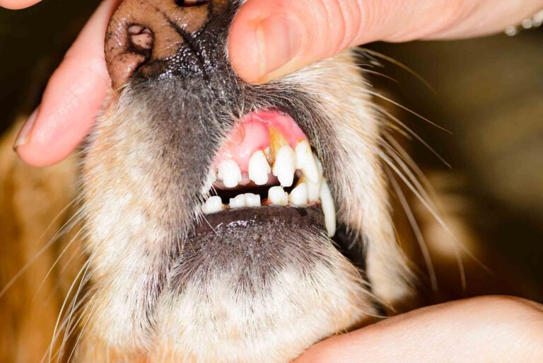 The Dangers of Untreated Periodontal Gum Disease in Your Dog!