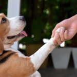 How Can You Reward Your Dog for Good Performance in Training?