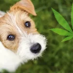 Exploring the Healing Potential of CBD Oil for Dogs