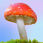 Amanita Gummies: A New Favorite Among the Younger Generation